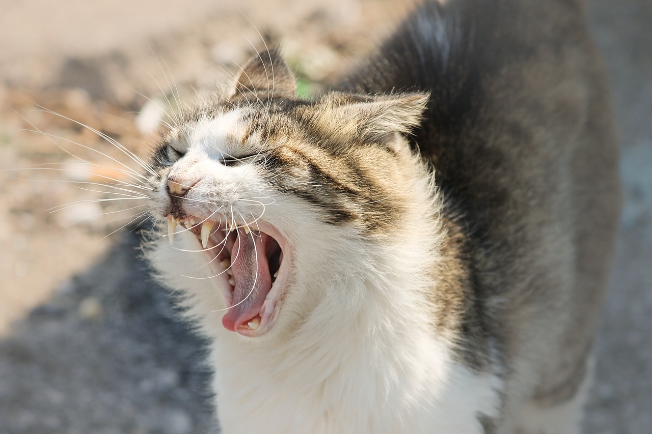 揭秘猫咪般的诱人——自制猫耳朵面的全方位指南